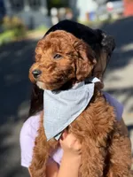 Ben (Mini) , a male Irish Doodle for sale in Shelton, CT – 3 of 3