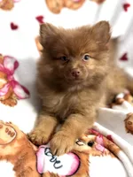 Sasha, a female Pomeranian for sale in Shelton, CT – Photo 3 of 4