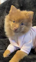Sasha, a female Pomeranian for sale in Shelton, CT – Photo 1 of 4
