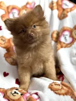 Sasha, a female Pomeranian for sale in Shelton, CT – Photo 4 of 4