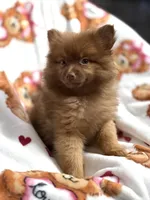 Sasha, a female Pomeranian for sale in Shelton, CT – Photo 2 of 4