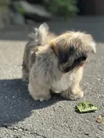 Mike, a male Shih Tzu for sale in Shelton, CT – Photo 2 of 3