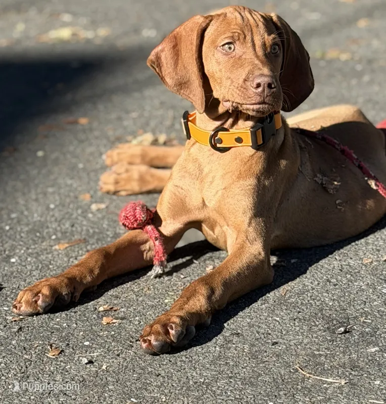 TUCKER – Vizsla puppy for sale in Shelton, CT