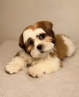 Frank, a male Shih Tzu for sale in Shelton, CT – 1 of 2