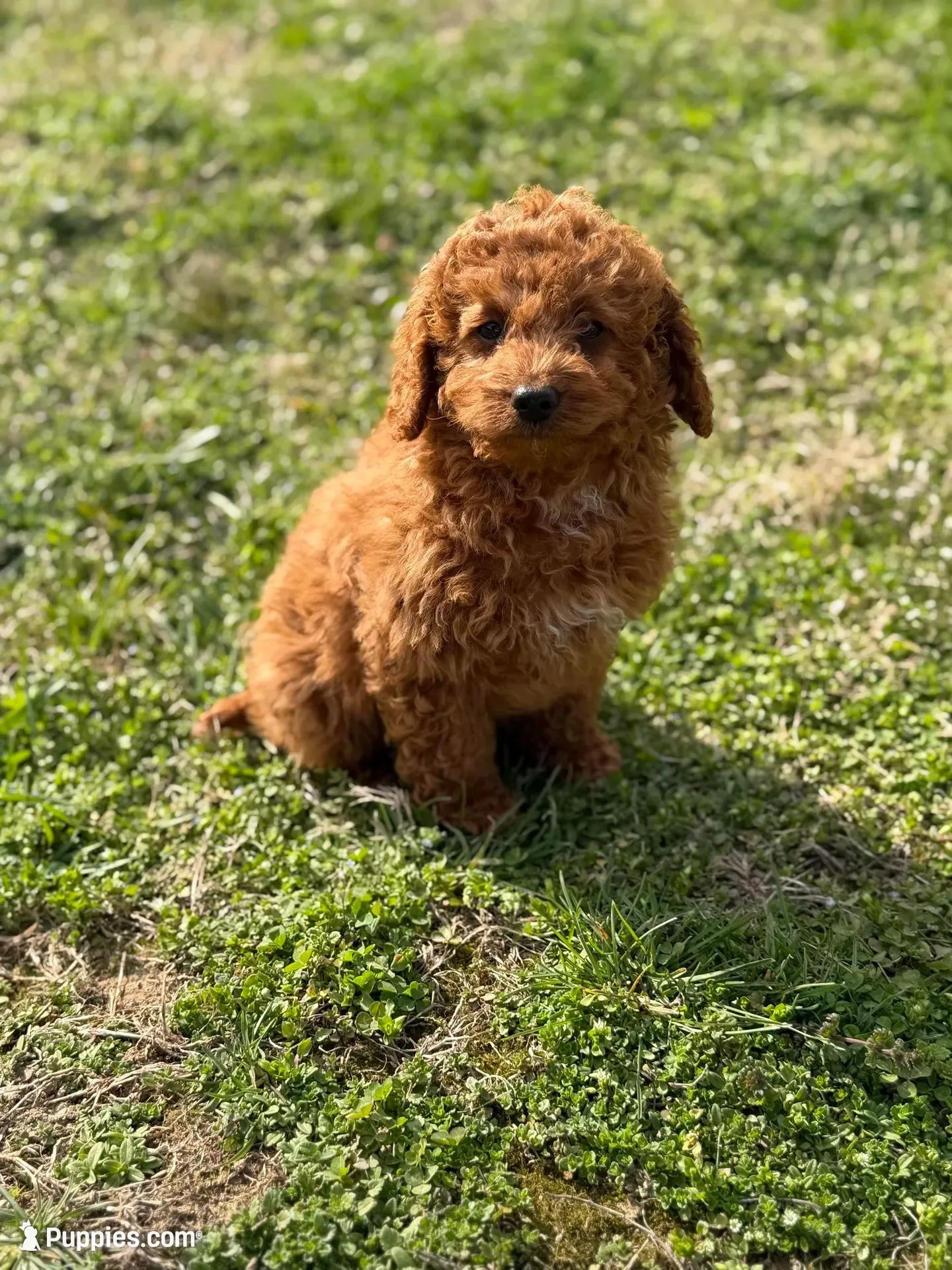 Benji – Poodle - Miniature  puppy for sale in Shelton, CT