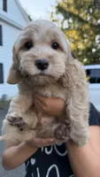 Chloe, a female Cockapoo for sale in Shelton, CT – 2 of 2