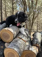 Sprite, a male Australian Shepherd for sale in Lebanon, MO – Photo 2 of 6