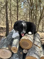 Sprite, a male Australian Shepherd for sale in Lebanon, MO – Photo 4 of 6