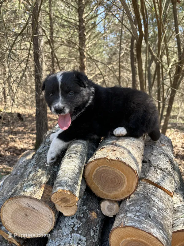Sprite – Australian Shepherd puppy for sale in Lebanon, MO