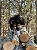 Grape, a female Australian Shepherd for sale in Lebanon, MO – Photo 2 of 6