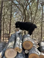 Grape, a female Australian Shepherd for sale in Lebanon, MO – Photo 3 of 6