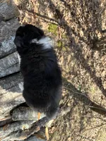 Grape, a female Australian Shepherd for sale in Lebanon, MO – Photo 4 of 6