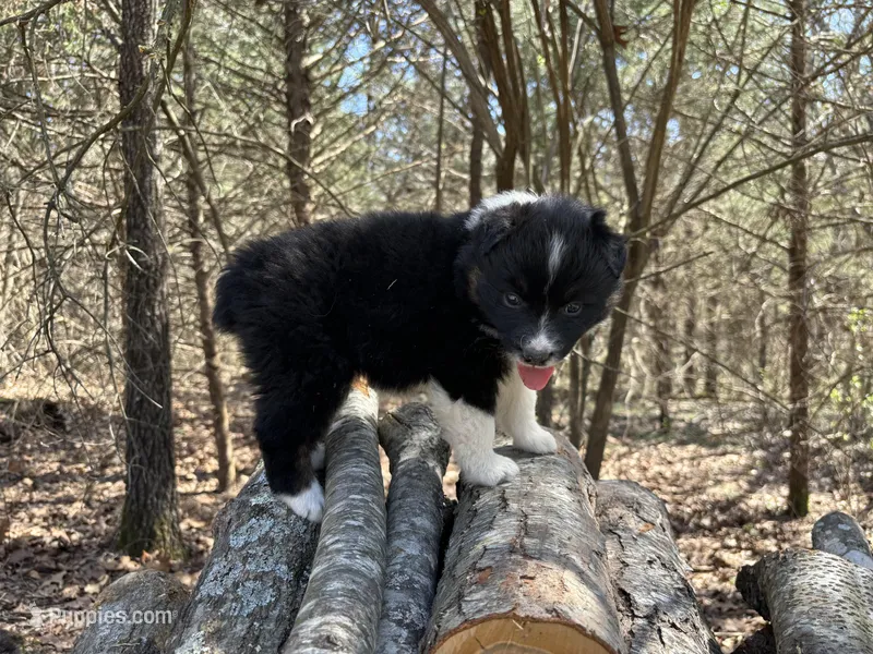 Grape – Australian Shepherd puppy for sale in Lebanon, MO