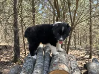Grape, a female Australian Shepherd for sale in Lebanon, MO – Photo 1 of 6