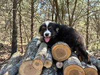 Mugs , a male Australian Shepherd for sale in Lebanon, MO – Photo 1 of 5