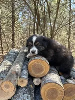 Mugs , a male Australian Shepherd for sale in Lebanon, MO – Photo 2 of 5