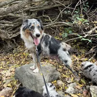 Button Bright, a male Australian Shepherd for sale in Lebanon, MO – Photo 5 of 9