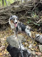Button Bright, a male Australian Shepherd for sale in Lebanon, MO – Photo 5 of 5