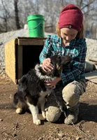 Button Bright, a male Australian Shepherd for sale in Lebanon, MO – Photo 6 of 9