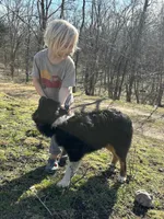 Button Bright, a male Australian Shepherd for sale in Lebanon, MO – Photo 8 of 9