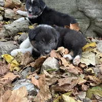 Button Bright, a male Australian Shepherd for sale in Lebanon, MO – Photo 2 of 9
