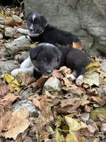 Button Bright, a male Australian Shepherd for sale in Lebanon, MO – Photo 2 of 5