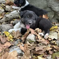 Button Bright, a male Australian Shepherd for sale in Lebanon, MO – Photo 1 of 9
