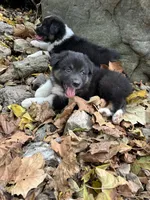 Button Bright, a male Australian Shepherd for sale in Lebanon, MO – Photo 1 of 5