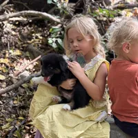 Button Bright, a male Australian Shepherd for sale in Lebanon, MO – Photo 4 of 9