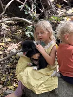 Button Bright, a male Australian Shepherd for sale in Lebanon, MO – Photo 4 of 5