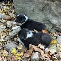 Button Bright, a male Australian Shepherd for sale in Lebanon, MO – Photo 3 of 9