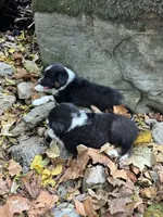 Button Bright, a male Australian Shepherd for sale in Lebanon, MO – Photo 3 of 5