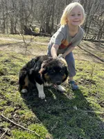 Button Bright, a male Australian Shepherd for sale in Lebanon, MO – Photo 9 of 9