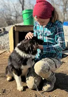 Button Bright, a male Australian Shepherd for sale in Lebanon, MO – Photo 7 of 9