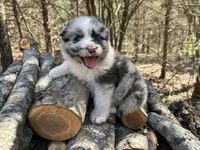 Dr. Pepper, a male Australian Shepherd for sale in Lebanon, MO – Photo 3 of 8