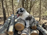 Dr. Pepper, a male Australian Shepherd for sale in Lebanon, MO – Photo 4 of 8