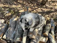 Dr. Pepper, a male Australian Shepherd for sale in Lebanon, MO – Photo 5 of 8