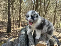 Dr. Pepper, a male Australian Shepherd for sale in Lebanon, MO – Photo 2 of 8