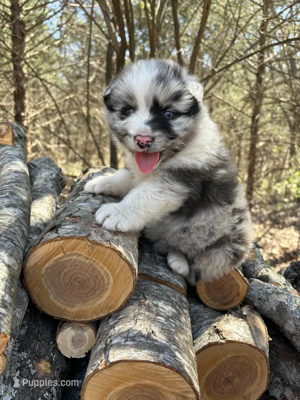 Dr. Pepper – Australian Shepherd puppy for sale in Lebanon, MO