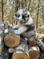 Dr. Pepper, a male Australian Shepherd for sale in Lebanon, MO – Photo 1 of 8