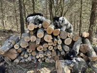 Dr. Pepper, a male Australian Shepherd for sale in Lebanon, MO – Photo 8 of 8