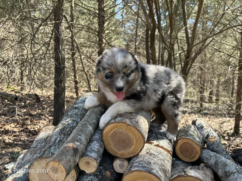 Root Beer – Australian Shepherd puppy for sale in Lebanon, MO