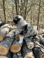 Root Beer, a male Australian Shepherd for sale in Lebanon, MO – Photo 2 of 6