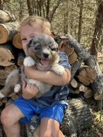 Root Beer, a male Australian Shepherd for sale in Lebanon, MO – Photo 4 of 6