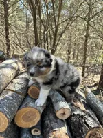 Root Beer, a male Australian Shepherd for sale in Lebanon, MO – Photo 3 of 6
