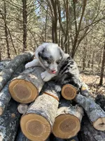 Cream Soda, a male Australian Shepherd for sale in Lebanon, MO – Photo 4 of 6
