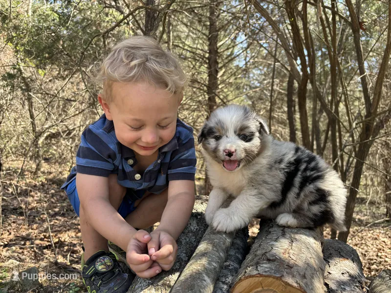 Cream Soda – Australian Shepherd puppy for sale in Lebanon, MO