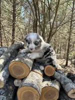 Cream Soda, a male Australian Shepherd for sale in Lebanon, MO – Photo 2 of 6
