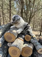Cream Soda, a male Australian Shepherd for sale in Lebanon, MO – Photo 3 of 6