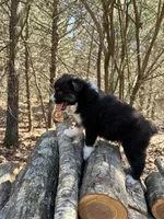 Coke, a male Australian Shepherd for sale in Lebanon, MO – Photo 3 of 3